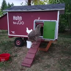 a brown and white chicken walking in to a portable chicken coop with an autodoor attached