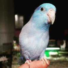 blue parrot sat on someone's  finger