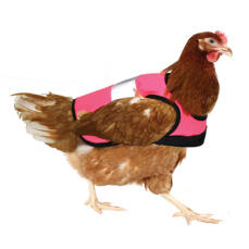 Un poulet portant une veste rose à haute visibilité