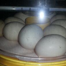 Ten eggs inside an incubator