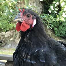 Une image en gros plan d'un poulet coq noir et rouge