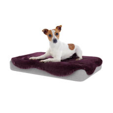 Jack Russell Dog sitting on damson purple topper for topology bed.