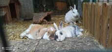 Rabbits relaxing together.