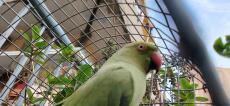 a green parakeet with a red beak in a cage outside