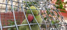 a green parakeet inside a cage in a garden
