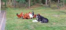 Un grande cane bianco e nero circondato da un branco di galline