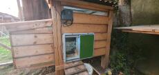 Omlet zielone automatyczne drzwi do kurnika przymocowane do drewnianeGo kurnika