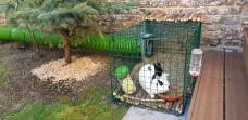 En sort og hvid kanin i en løbegård med en Zippi tunnel der fører til den