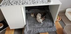 Gattini sdraiati in Omlet Maya Nook