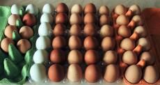 Białe jaja leghorn i jaja kur z chowu akumulatorowego