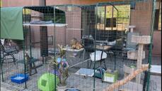 Dos gatos de bengala en un corral para gatos al aire libre lleno de juguetes y estanterías