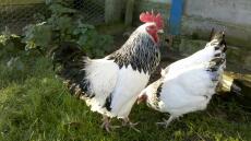 Två kycklingar i trädgården
