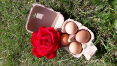 Eine eierschachtel mit vier eiern, die sich perfekt als geschenk eignet.