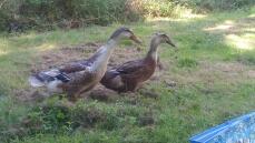 Dos patos marrones en un jardín