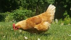 Pollo in cerca di vermi nel giardino