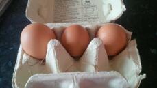 le prime tre uova: quella grande era un doppio tuorlo!