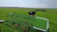 A cow observing chickens in their coop and run in a huge field