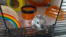 small grey gerbil in a qute cage