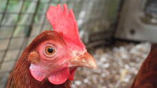 Close up of Gingernut Ranger Chicken Face