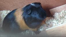A black and brown guinea pig.