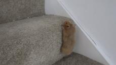 Hamster climbing stairs