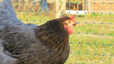 A chicken looking at an omlet fence