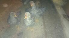 Kycklingar