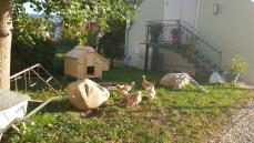 Fire høns, der hakker frø i deres hønsehus af træ