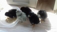 Maran Chicks met 1 lavendel Arucana
