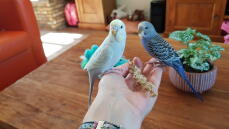 To birds perching on a hand.
