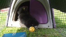 Mein Lionhead-Kaninchen genießt seinen neuen Käfig