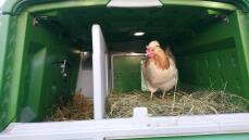Een kip in een groot groen Cube kippenhok