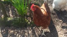 an orange chicken in a sunny garden