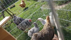 Fem kycklingar på vardera sidan av nätväggarna