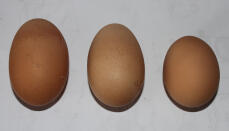 Varierende størrelser af æg fra 3 af mine tidligere batteripiger