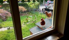 Kurczęta w drewnianym kurniku, patrzące w stronę domu