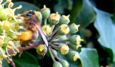 A bee on ivy collecting pollen.