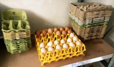 eggs in a large tray with egg boxes stacked either side