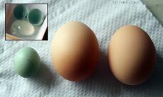 Uovo di vento livornese a fianco di uova di galline ex batteria