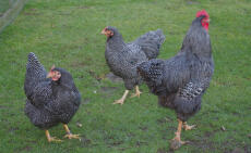 Tre galline barrate