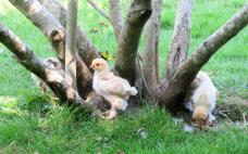 Polli per albero