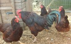 Tre kycklingar och en tupp utanför sitt hönshus