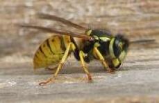 Una vespa su un pezzo di legno