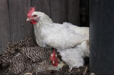 To kyllinger som raster i et hønsehus