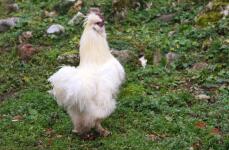 Un pollo blanco y esponjoso sobre la hierba
