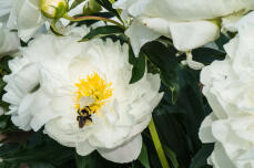 abeja en peonía blanca
