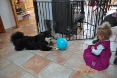 En ung flicka satt i ett kök med en svart fluffig hund som lekte med en boll.