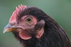 A rhode lsland red chicken called Liberty.