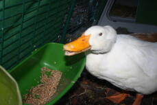 Kaczki w Omlet Eglu domek dla kaczek wybieg jedzą z karmnika