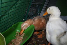 Kaczki w Omlet Eglu domek dla kaczek wybieg jedzą z karmnika
